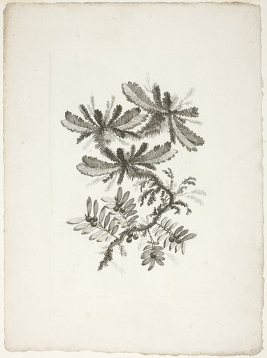 Bouquet, from Collection of New Flowers of Taste for the Manufacture of Persian Cloth, Invented and Drawn by Jean Pillement