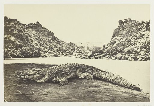 Crocodile on a Sand-Bank