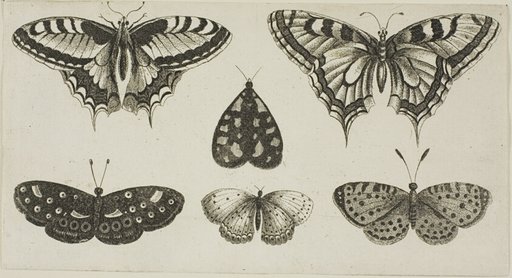 Five Butterflies and a Moth, from Diversae Insectorum...Figurae