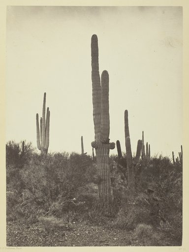 Cereus Giganteus, Arizona