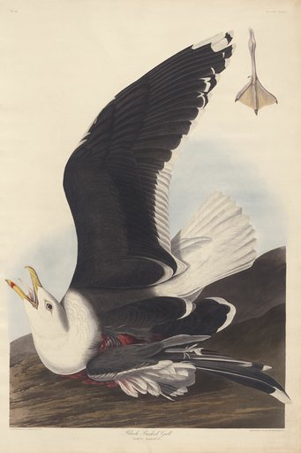Black Backed Gull
