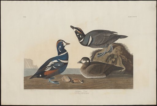 Harlequin Duck