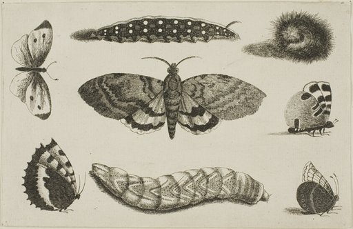 Three Caterpillars, a Moth, and Four Butterflies, from Diversae Insectorum...Figurae
