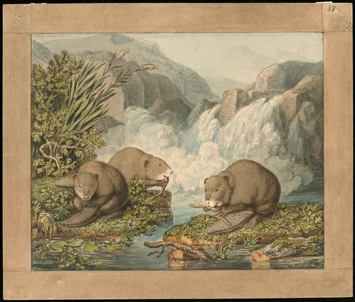 Three Beavers Building a Dam