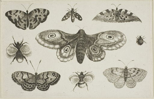 A Moth, Butterflies, and Bees, from Diversae Insectorum...Figurae