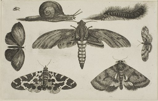 Six Insects, a Caterpillar, and a Snail, from Diversae Insectorum...Figurae