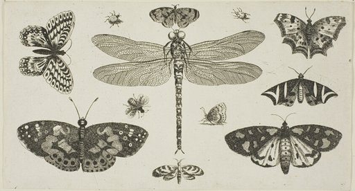 A Dragonfly, Ladybirds, and Butterflies, from Diversae Insectorum...Figurae
