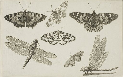 Two Dragonflies and Five Butterflies, from Diversae Insectorum...Figurae