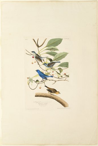 Male Indigo Bird