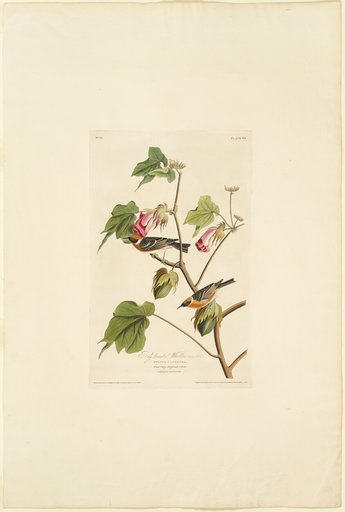 Male Bay Breasted Warbler
