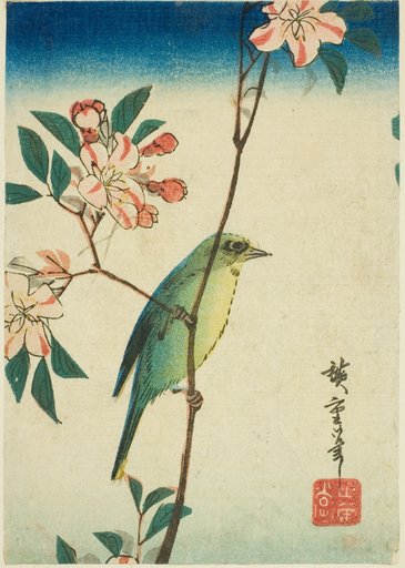 Japanese white-eye on flowering branch