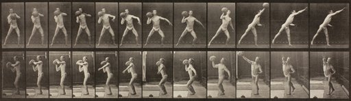 Animal Locomotion, Plate 319