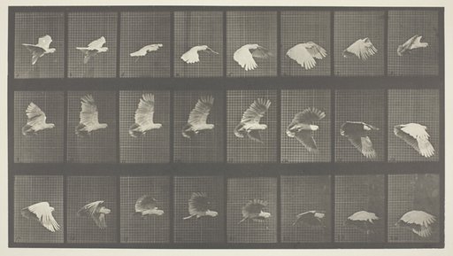Animal Locomotion, Plate 758