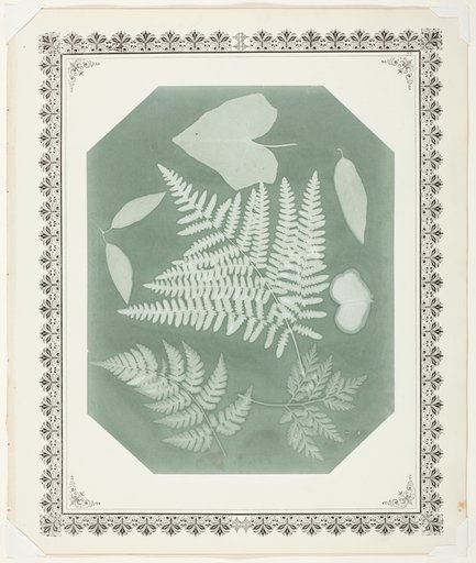 Study of Leaves