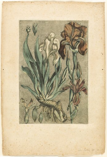 Iris Florentina, from Collection des plantes usuelles, curieuses, et étrangères