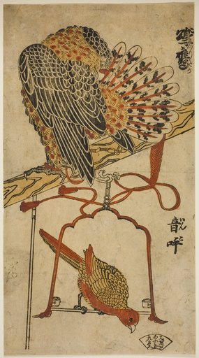 Sparrowhawk and Macaw (Konori taka, inko)