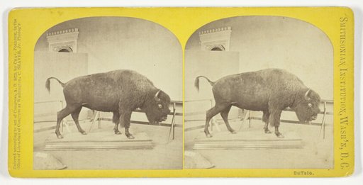 Buffalo