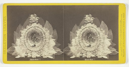 Parepa Rosa, from the series "Skeleton Leaves"