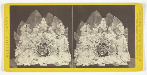 Lincoln, from the series "Skeleton Leaves"