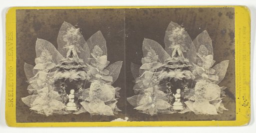 Untitled, from the series "Skeleton Leaves"