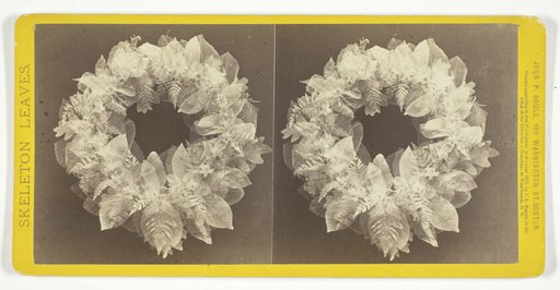Untitled, from the series "Skeleton Leaves"