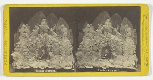 Charles Sumner, from the series "Skeleton Leaves"