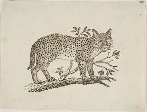 The Serval