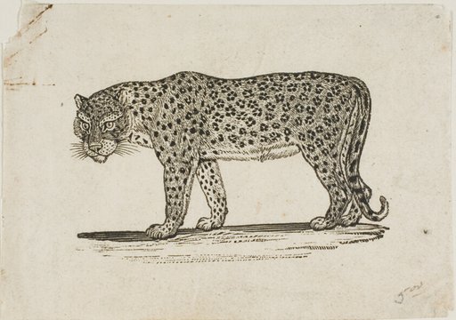Leopard