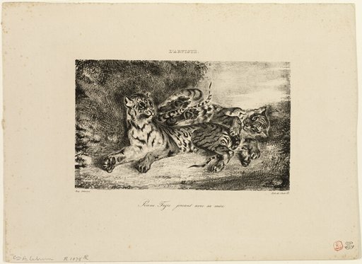 Young Tiger Playing with Its Mother