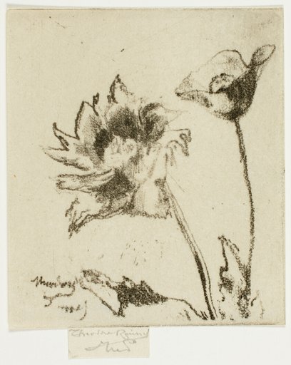 Two Flowers
