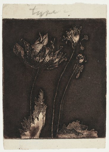 Last Poppies