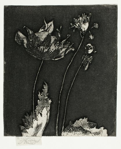 Last Poppies
