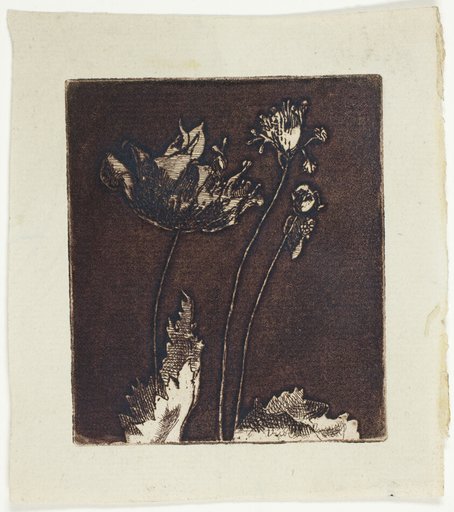 Last Poppies