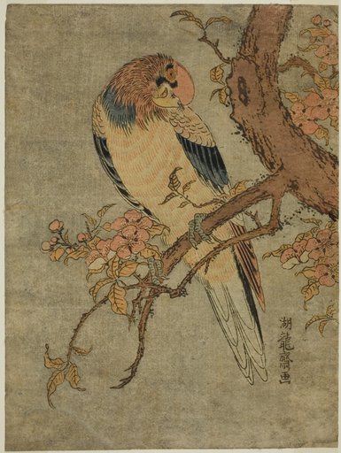 Parrot on Quince Tree