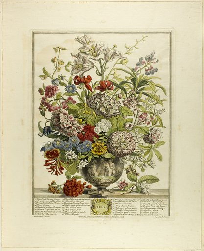 July, from Twelve Months of Flowers