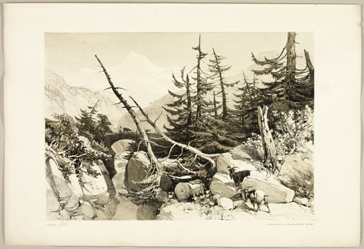 Larch, from The Park and the Forest