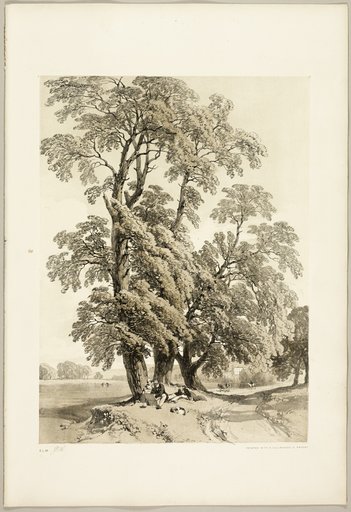 Elm, from The Park and the Forest