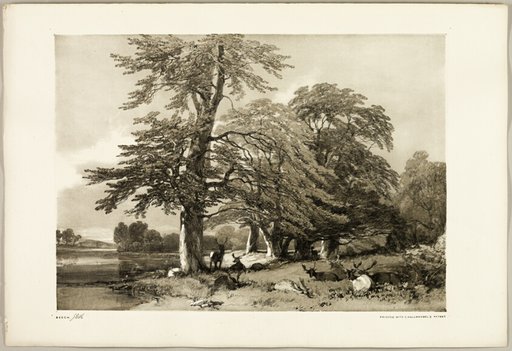 Beech, from The Park and the Forest