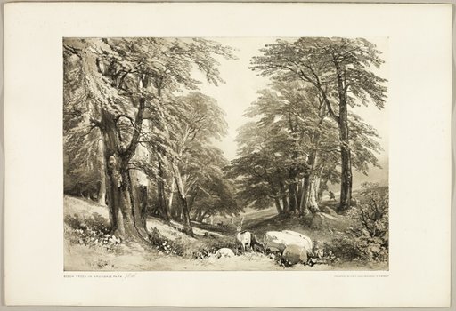 Beech Trees in Arundale Park, from The Park and the Forest