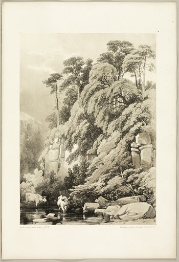 Wych Elm and Firs, from The Park and the Forest