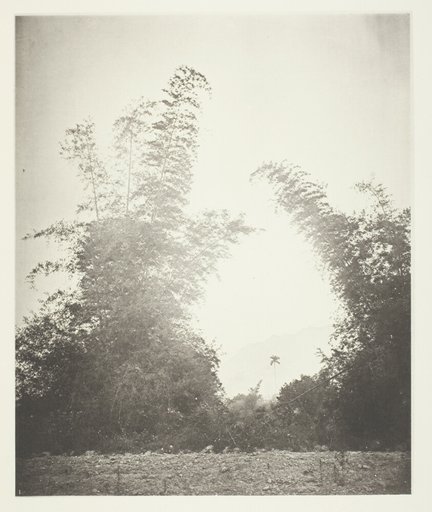 Bamboos at Baksa, Formosa