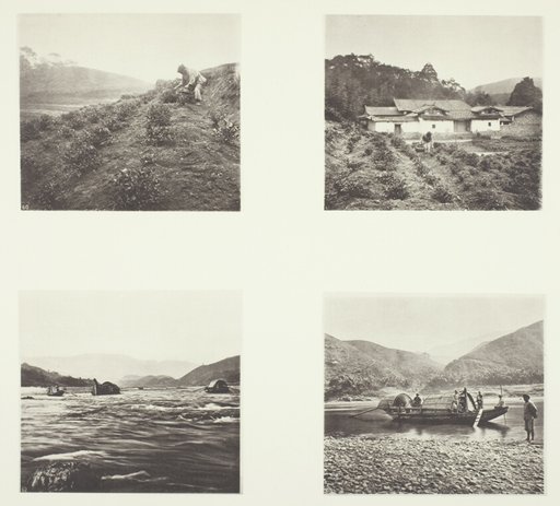 The Tea Plant; The Tea Plant; Yenping Rapids; A Small Rapid Boat