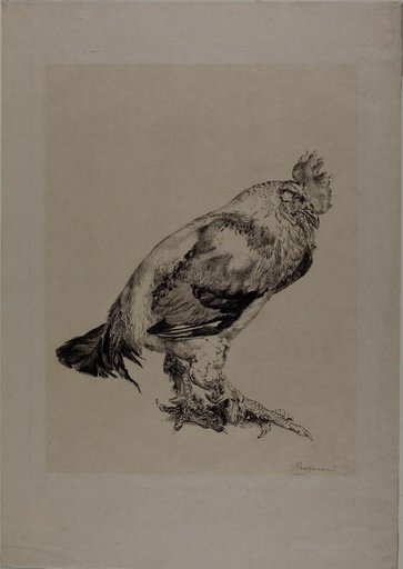 The Old Cock