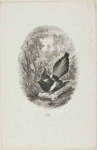 The Magpie