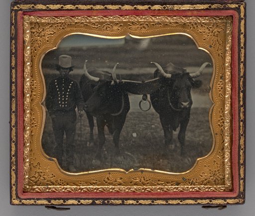 Untitled (Portrait of Man with Two Oxen)