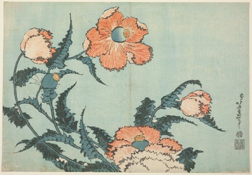 Poppies, from an untitled series of flowers