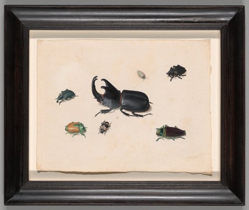 Megasoma Elephas or Megaceras Jason and Six Other Insects