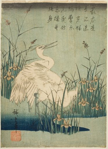 White herons and iris