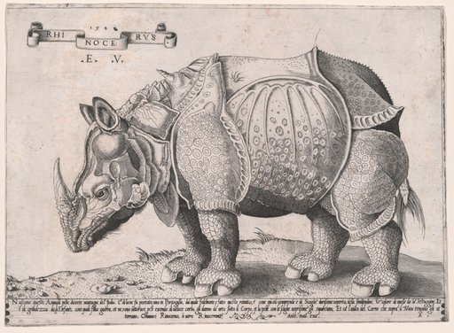Rhinoceros