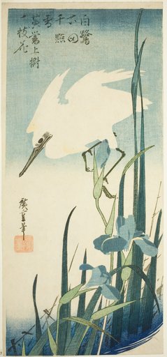 White heron and iris